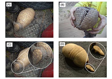 Tolypeutes tricinctus specimens recorded in the present study. A, B and C: Tolypeutes tricinctus found in the border region of GSVNP, northwestern Minas Gerais state; B: Tolypeutes tricinctus curling into a ball as a defense strategy; C: Highlight of the characteristic pattern of the cephalic shields of the T. tricinctus specimen; D: Tolypeutes tricinctus specimen collected in the city of Bandeira, northeastern Minas Gerais state, currently on display at the Natural History Museum of PUC-MG, highlighting the characteristic pattern of the cephalic shield on the head.